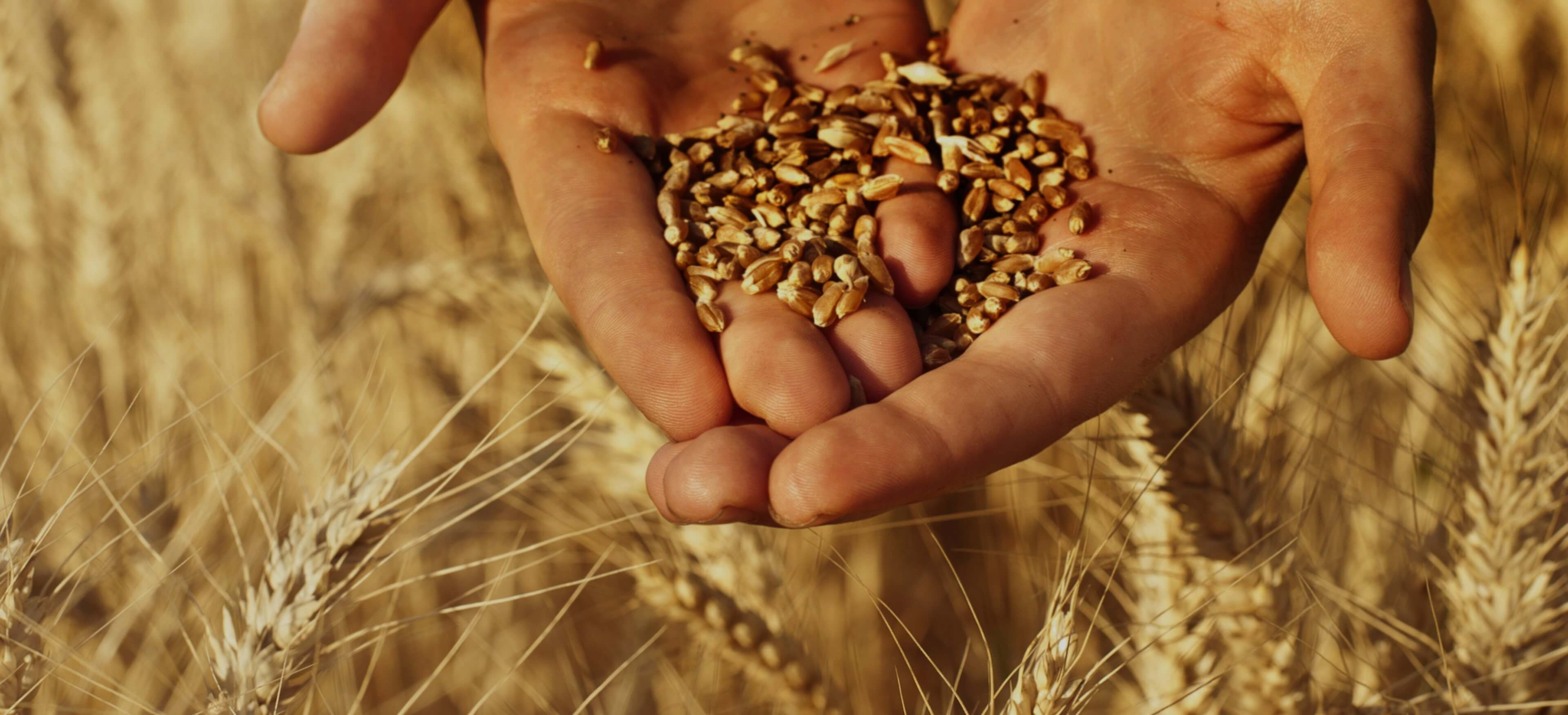 Brosse à grain et Trieurs - Solutions de nettoyage du grain