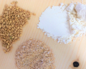 cereales-bio-transformer-avec-moulin-meules-granit